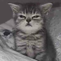 mèo