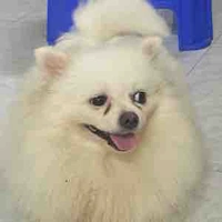 cân mọi vai1(nhv)