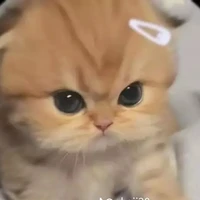 nhum 