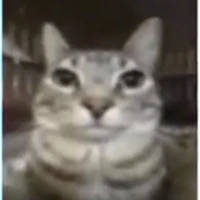 hệ thống meme