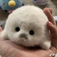 tg hải cẩu trắng