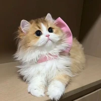 kẹo Bông🍭