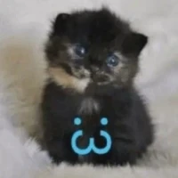 Butter Bear/Tác Giả