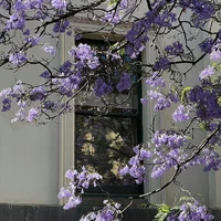 tg là đe của 🐉