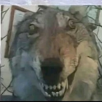 Tg Thùy mị,nết na