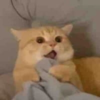 Kat 