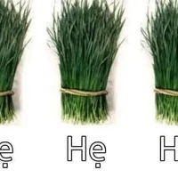 Hẹ