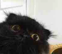 Myra [ Dạng mèo 🐈‍⬛]