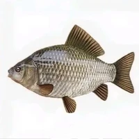 Chú cá đáng yêu