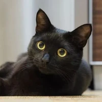 Mèo 🐱