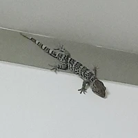 hú hú hẹ hẹ