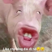 các anh