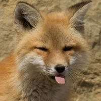 Hệ thống mê foxx❤️🩹