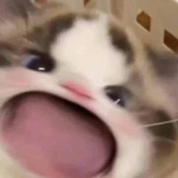 vai nào cũng chơi 😼😏