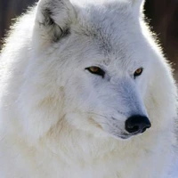 sói ( nu )