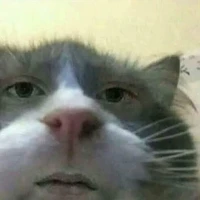 Cat - Zakoon