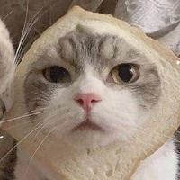 ŋıe meoz meoz