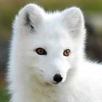 Cáo 