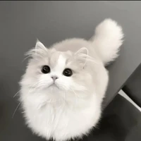 cả nhóm