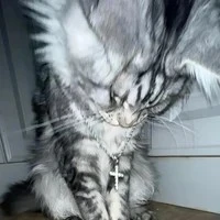 ( Kaku - quản thế giới thay chủ 189