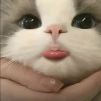 chủ tus