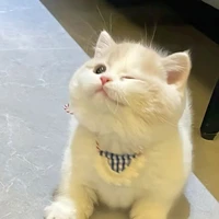 Mew Mew |• Hệ Thống •|