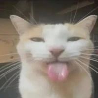 tác giả mèo