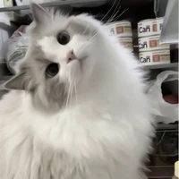 Drop truyện mạnh nhất MangaToon