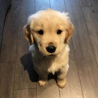 Puppy [tác giả]