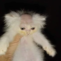 T/g đz hetcuu