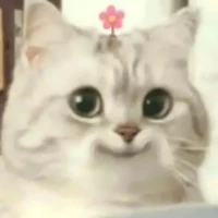 T/G xồn làm