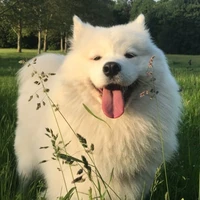 milo