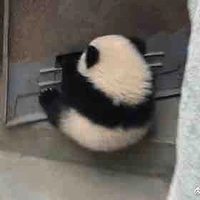 Gấu Iu🐼( Đa Nghề 😔 )