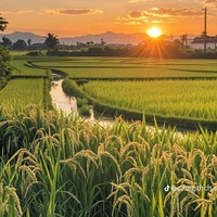 𝒂𝒍𝒍 𝒑𝒉𝒂̉𝒏 𝒅𝒊𝒆̣̂𝒏