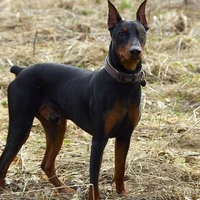 dog nhà bà 7