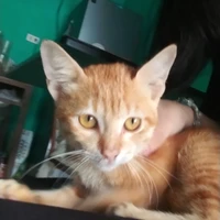 tác giả dangyeu=))