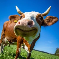 Chúa tể loài bò🐮👑