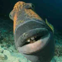 Cá [GVCN /Tiếng Anh]