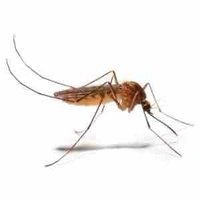 T muỗi [học sinh / conan nhìn bài]