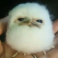 baby cú(thịt con này ngon😈)