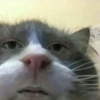T/g Đau khổ vì bias die