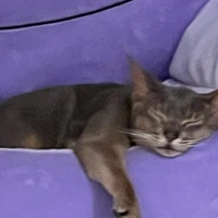 cần bình yên (tg 1)