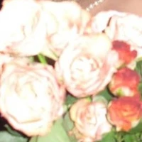liz_tg