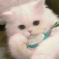 Krixi-Chi