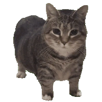 ᒎᗴᑎᑎƳ ᓑꜞᵃ