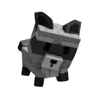 raccoon
