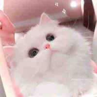 Nicki dạng mèo 