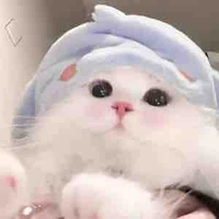 Tuấn tài dạng mèo 