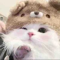 Dương domic dạng mèo 
