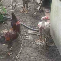 Người qua đường 